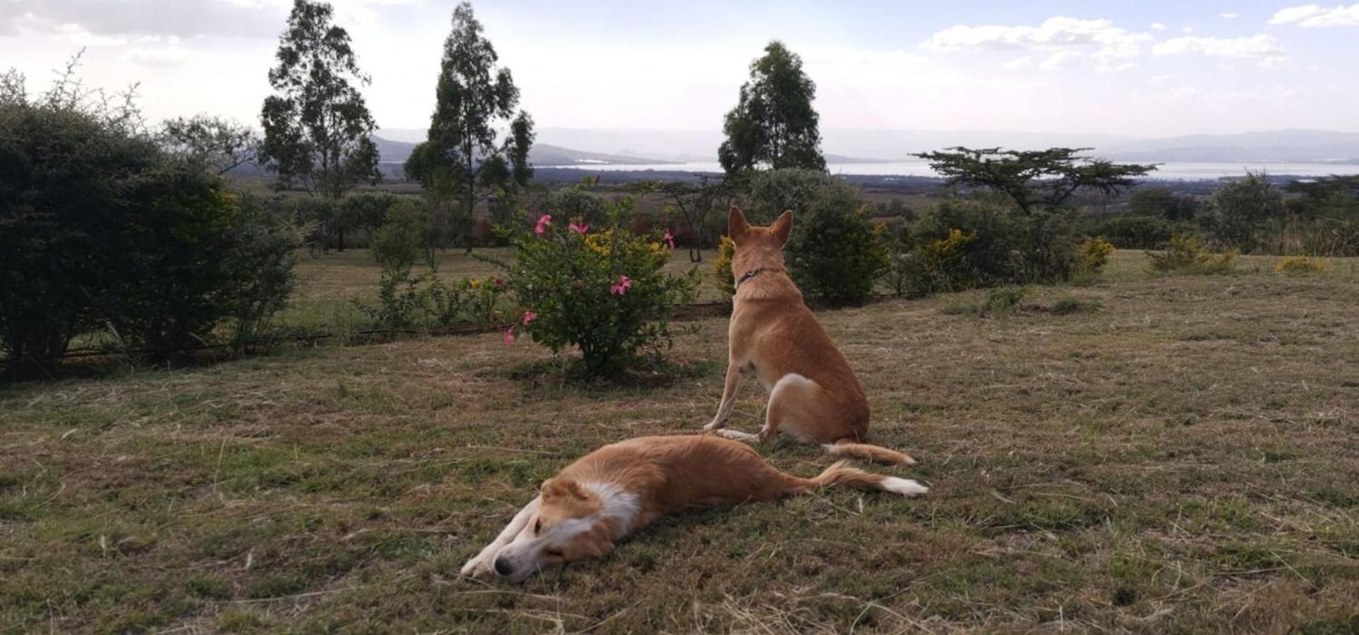 Homely Cottage Near Lake Naivasha, Elwai Visitor Centre Heni Village Exteriör bild